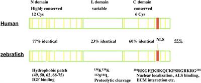 Insulin-Like Growth Factor Binding Protein-5 in Physiology and Disease